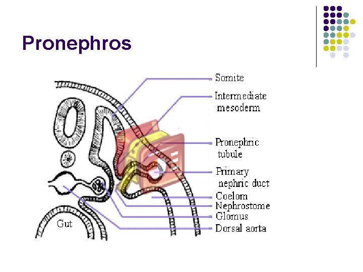 Pronephros 