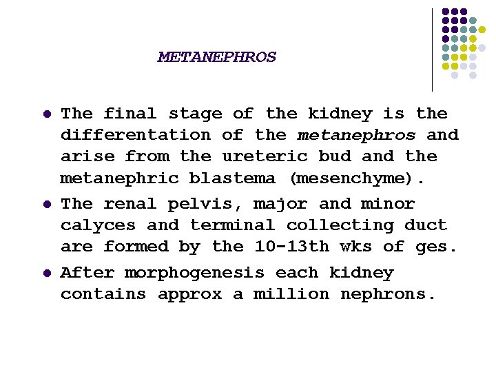 METANEPHROS l l l The final stage of the kidney is the differentation of