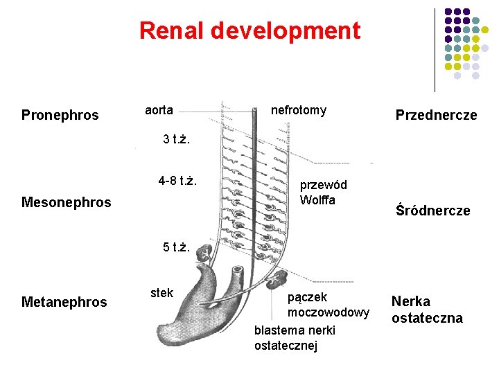 Renal development Pronephros aorta nefrotomy Przednercze 3 t. ż. 4 -8 t. ż. Mesonephros