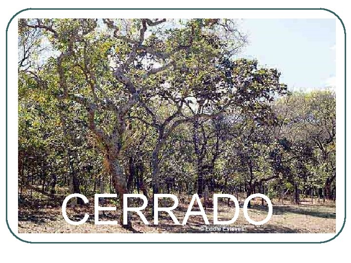 CERRADO 