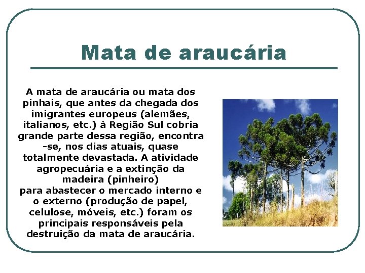 Mata de araucária A mata de araucária ou mata dos pinhais, que antes da