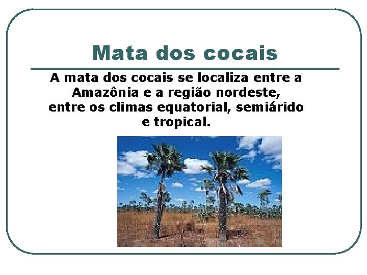 Mata dos cocais A mata dos cocais se localiza entre a Amazônia e a