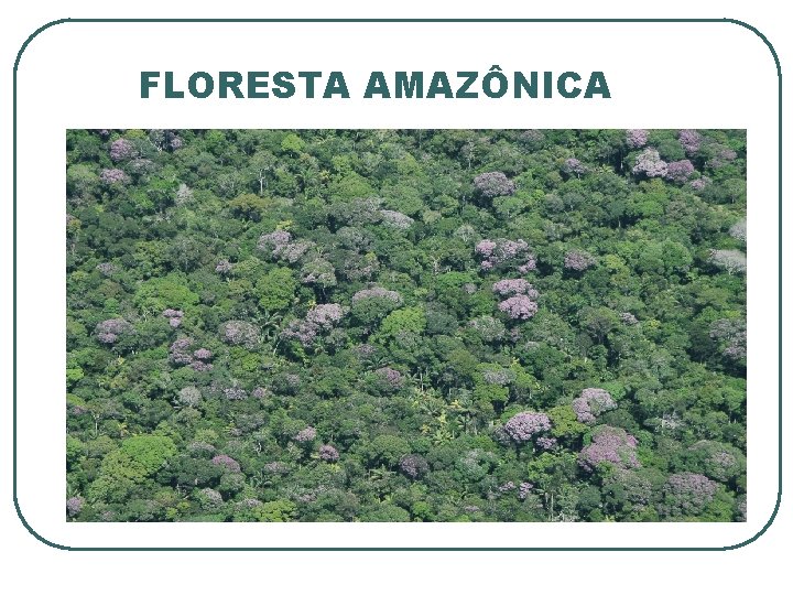 FLORESTA AMAZÔNICA 