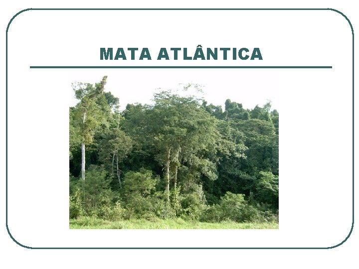 MATA ATL NTICA 