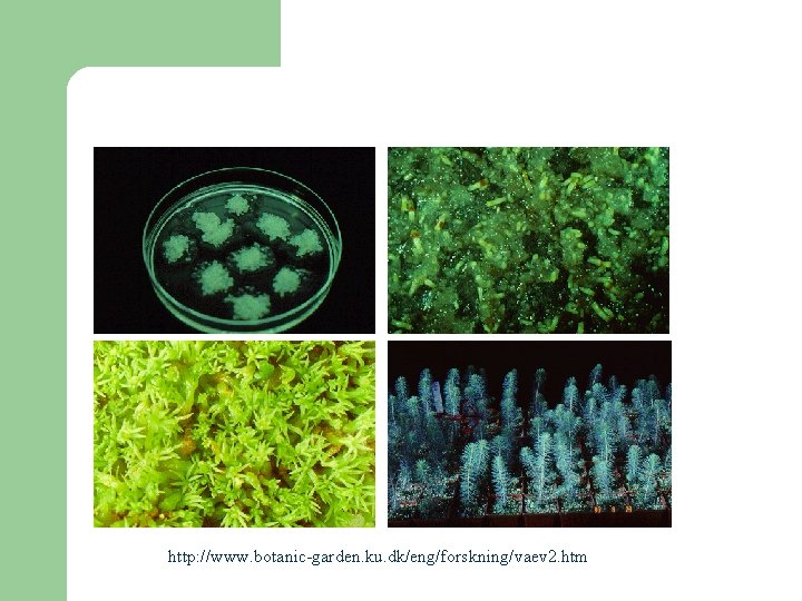 http: //www. botanic-garden. ku. dk/eng/forskning/vaev 2. htm http: //www. botanic-garden. ku. dk/eng/forskning/vaev 2. htm