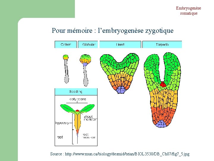 Embryogenèse somatique Pour mémoire : l’embryogenèse zygotique Source : http: //www. mun. ca/biology/desmid/brian/BIOL 3530/DB_Ch Embryogenèse somatique Pour mémoire : l’embryogenèse zygotique Source : http: //www. mun. ca/biology/desmid/brian/BIOL 3530/DB_Ch