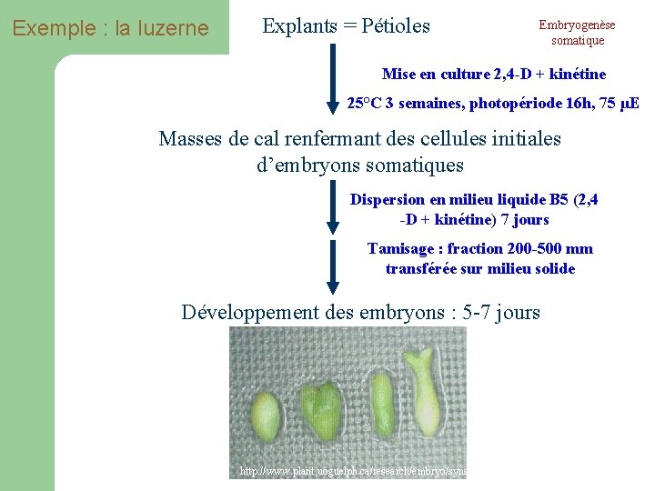 Exemple : la luzerne Explants = Pétioles Embryogenèse somatique Mise en culture 2, 4 Exemple : la luzerne Explants = Pétioles Embryogenèse somatique Mise en culture 2, 4