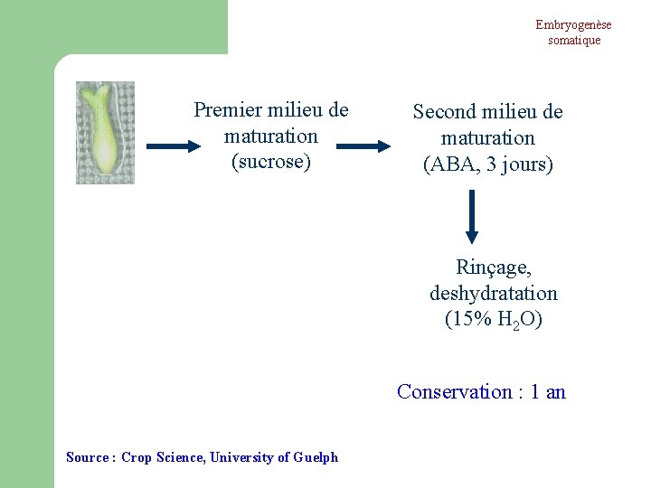 Embryogenèse somatique Premier milieu de maturation (sucrose) Second milieu de maturation (ABA, 3 jours) Embryogenèse somatique Premier milieu de maturation (sucrose) Second milieu de maturation (ABA, 3 jours)