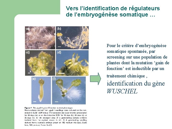 Vers l’identification de régulateurs de l’embryogénèse somatique … Pour le critère d’embryogénèse somatique spontanée, Vers l’identification de régulateurs de l’embryogénèse somatique … Pour le critère d’embryogénèse somatique spontanée,