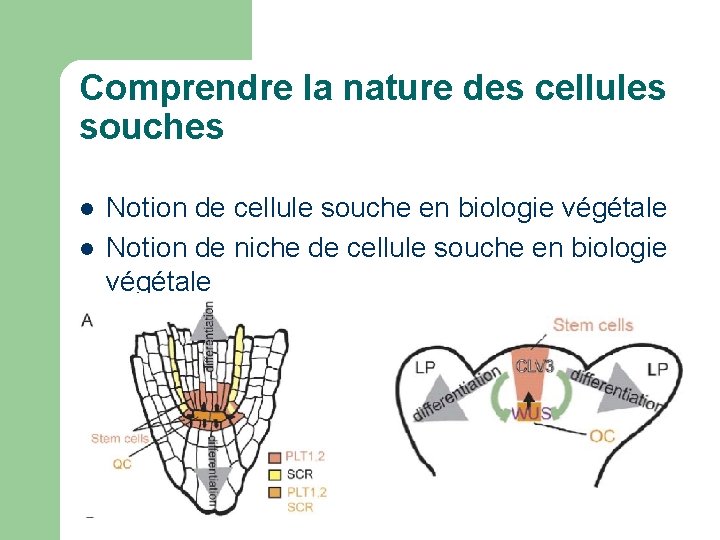 Comprendre la nature des cellules souches l l Notion de cellule souche en biologie Comprendre la nature des cellules souches l l Notion de cellule souche en biologie