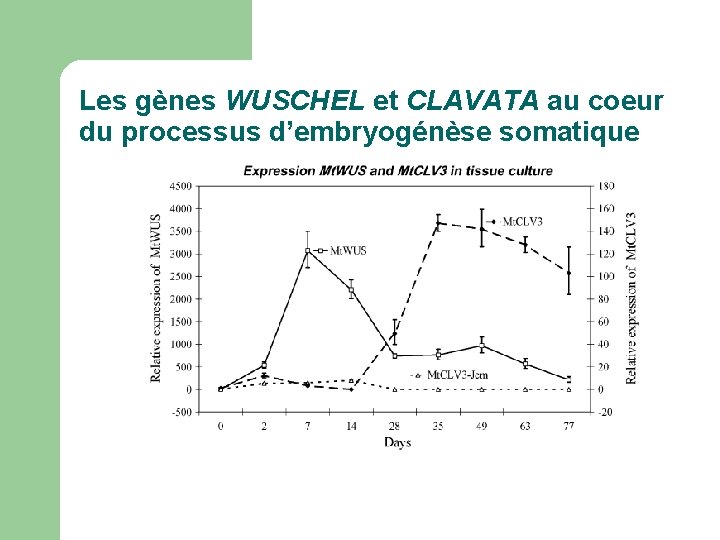 Les gènes WUSCHEL et CLAVATA au coeur du processus d’embryogénèse somatique Les gènes WUSCHEL et CLAVATA au coeur du processus d’embryogénèse somatique