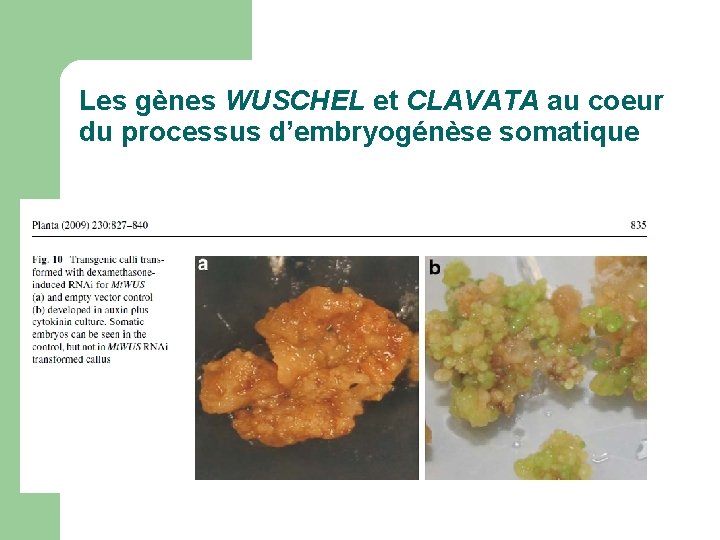 Les gènes WUSCHEL et CLAVATA au coeur du processus d’embryogénèse somatique Les gènes WUSCHEL et CLAVATA au coeur du processus d’embryogénèse somatique