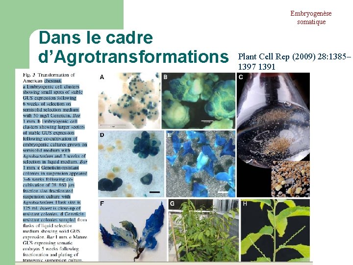 Embryogenèse somatique Dans le cadre d’Agrotransformations Plant Cell Rep (2009) 28: 1385– 1397 1391 Embryogenèse somatique Dans le cadre d’Agrotransformations Plant Cell Rep (2009) 28: 1385– 1397 1391