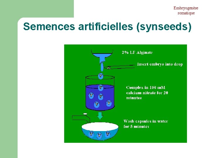 Embryogenèse somatique Semences artificielles (synseeds) Embryogenèse somatique Semences artificielles (synseeds)