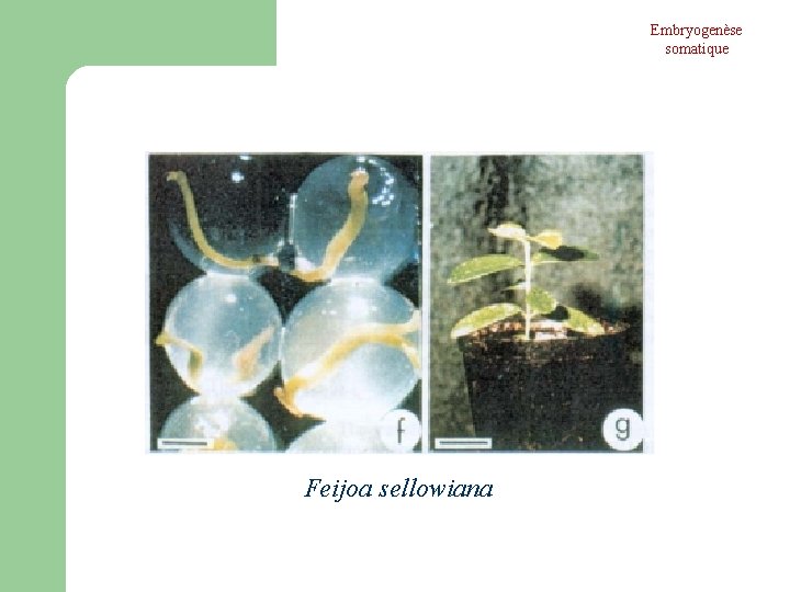 Embryogenèse somatique Feijoa sellowiana Embryogenèse somatique Feijoa sellowiana