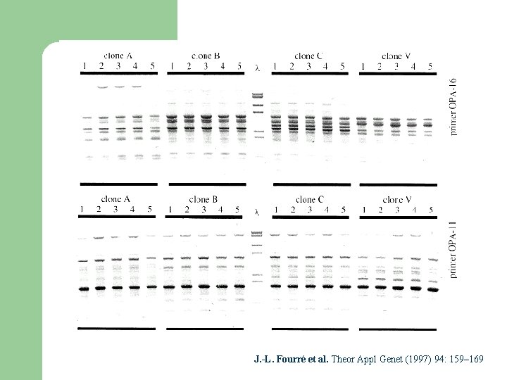 J. -L. Fourré et al. Theor Appl Genet (1997) 94: 159– 169 J. -L. Fourré et al. Theor Appl Genet (1997) 94: 159– 169