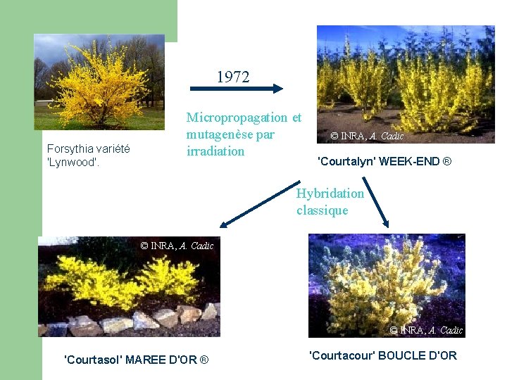 1972 Forsythia variété 'Lynwood'. Micropropagation et mutagenèse par irradiation © INRA, A. Cadic 'Courtalyn' 1972 Forsythia variété 'Lynwood'. Micropropagation et mutagenèse par irradiation © INRA, A. Cadic 'Courtalyn'