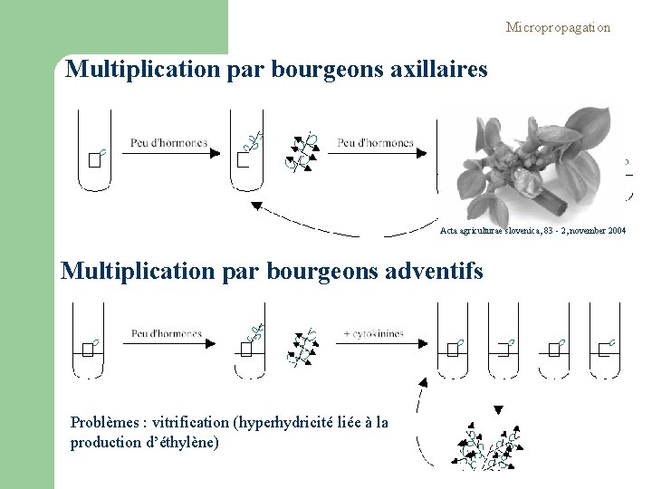 Micropropagation Multiplication par bourgeons axillaires Acta agriculturae slovenica, 83 - 2, november 2004 Multiplication Micropropagation Multiplication par bourgeons axillaires Acta agriculturae slovenica, 83 - 2, november 2004 Multiplication