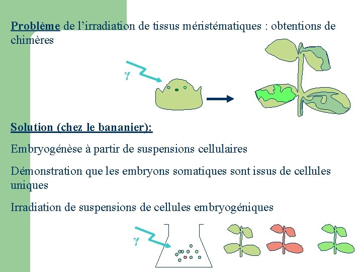 Problème de l’irradiation de tissus méristématiques : obtentions de chimères γ Solution (chez le Problème de l’irradiation de tissus méristématiques : obtentions de chimères γ Solution (chez le