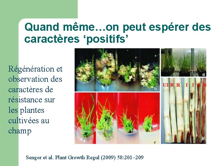Quand même…on peut espérer des caractères ‘positifs’ Régénération et observation des caractères de résistance Quand même…on peut espérer des caractères ‘positifs’ Régénération et observation des caractères de résistance