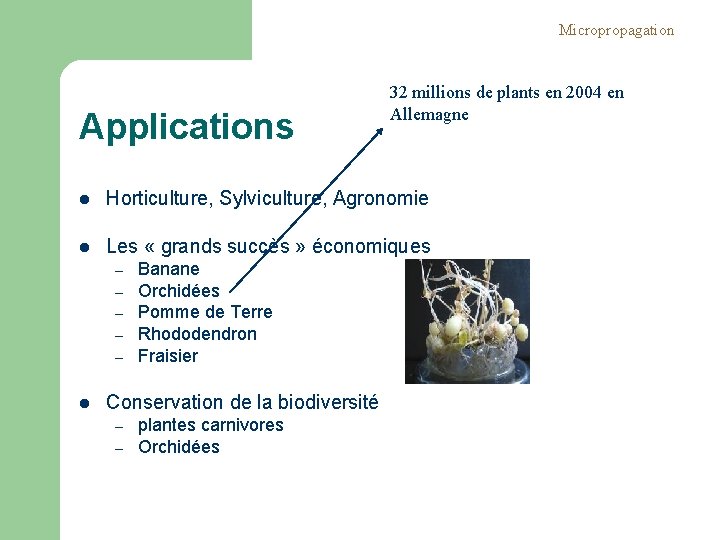 Micropropagation Applications 32 millions de plants en 2004 en Allemagne l Horticulture, Sylviculture, Agronomie Micropropagation Applications 32 millions de plants en 2004 en Allemagne l Horticulture, Sylviculture, Agronomie