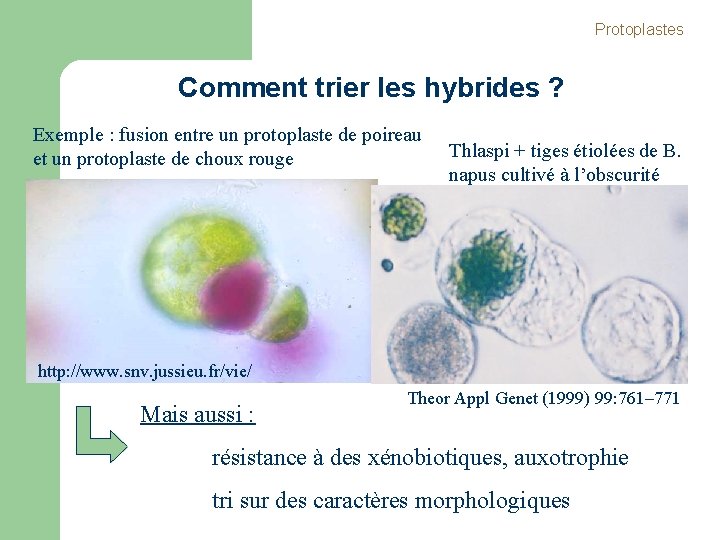 Protoplastes Comment trier les hybrides ? Exemple : fusion entre un protoplaste de poireau Protoplastes Comment trier les hybrides ? Exemple : fusion entre un protoplaste de poireau