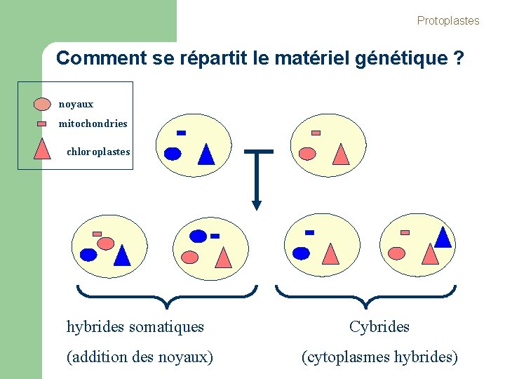 Protoplastes Comment se répartit le matériel génétique ? noyaux mitochondries chloroplastes hybrides somatiques Cybrides Protoplastes Comment se répartit le matériel génétique ? noyaux mitochondries chloroplastes hybrides somatiques Cybrides