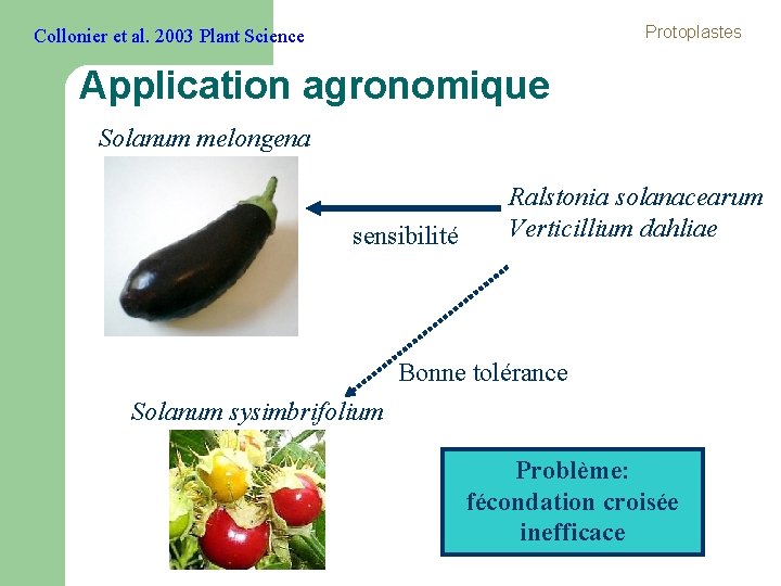 Protoplastes Collonier et al. 2003 Plant Science Application agronomique Solanum melongena sensibilité Ralstonia solanacearum Protoplastes Collonier et al. 2003 Plant Science Application agronomique Solanum melongena sensibilité Ralstonia solanacearum