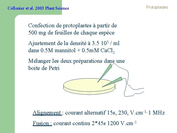 Collonier et al. 2003 Plant Science Protoplastes Confection de protoplastes à partir de 500 Collonier et al. 2003 Plant Science Protoplastes Confection de protoplastes à partir de 500