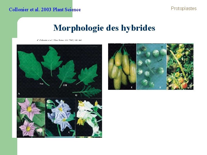Collonier et al. 2003 Plant Science Morphologie des hybrides Protoplastes Collonier et al. 2003 Plant Science Morphologie des hybrides Protoplastes