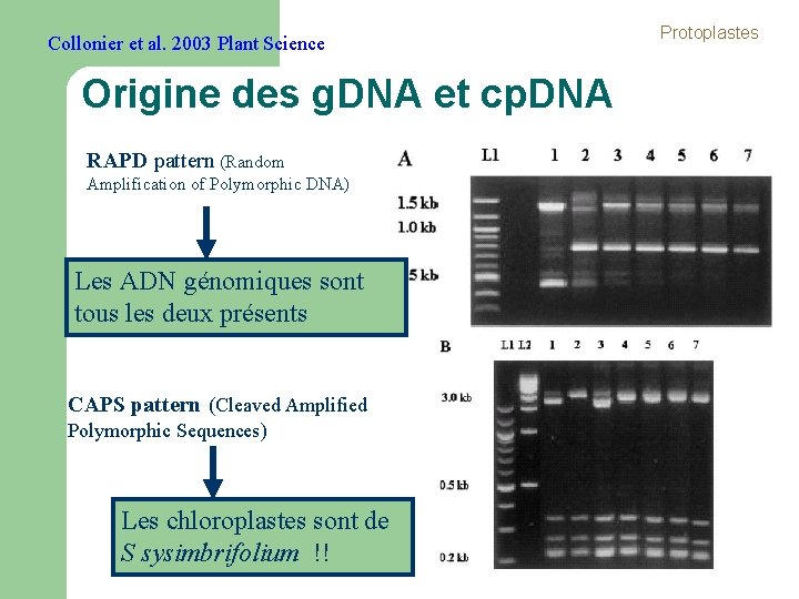 Collonier et al. 2003 Plant Science Origine des g. DNA et cp. DNA RAPD Collonier et al. 2003 Plant Science Origine des g. DNA et cp. DNA RAPD