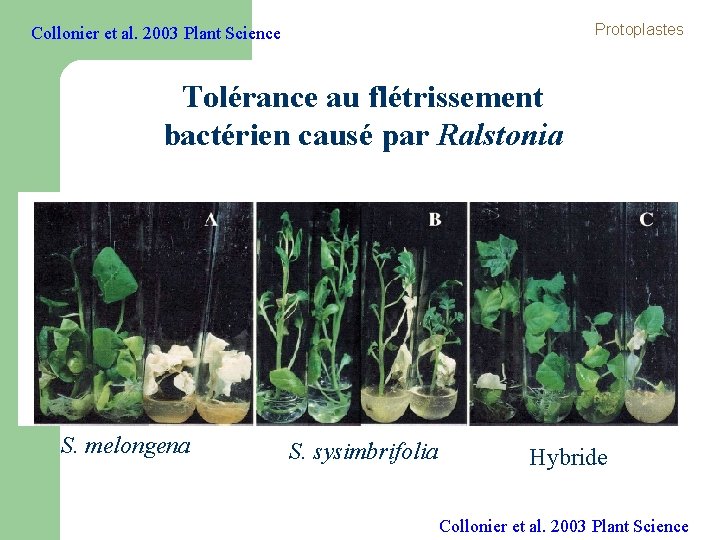 Protoplastes Collonier et al. 2003 Plant Science Tolérance au flétrissement bactérien causé par Ralstonia Protoplastes Collonier et al. 2003 Plant Science Tolérance au flétrissement bactérien causé par Ralstonia