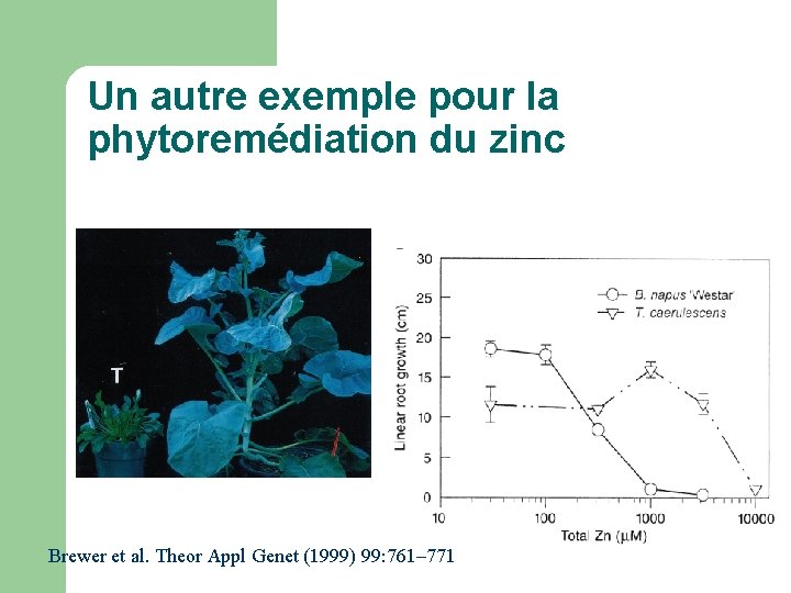 Un autre exemple pour la phytoremédiation du zinc Brewer et al. Theor Appl Genet Un autre exemple pour la phytoremédiation du zinc Brewer et al. Theor Appl Genet