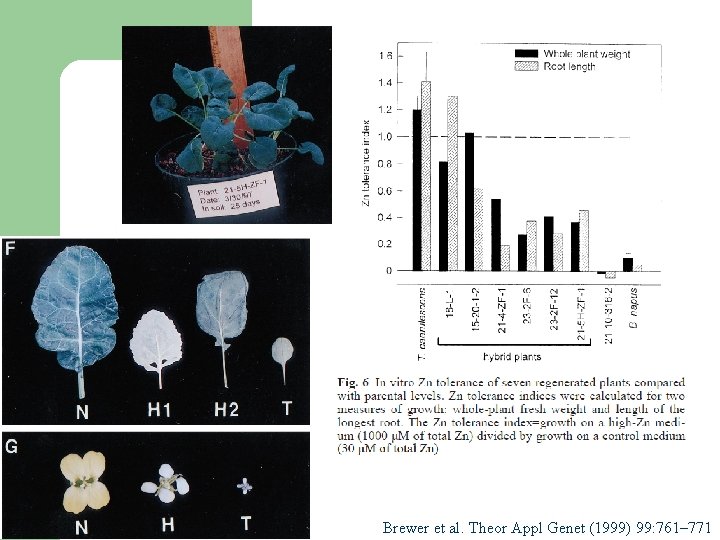 Brewer et al. Theor Appl Genet (1999) 99: 761– 771 Brewer et al. Theor Appl Genet (1999) 99: 761– 771