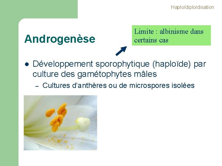 Haplo/diploïdisation Androgenèse l Limite : albinisme dans certains cas Développement sporophytique (haploïde) par culture Haplo/diploïdisation Androgenèse l Limite : albinisme dans certains cas Développement sporophytique (haploïde) par culture