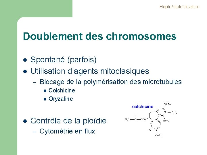 Haplo/diploïdisation Doublement des chromosomes l l Spontané (parfois) Utilisation d’agents mitoclasiques – Blocage de Haplo/diploïdisation Doublement des chromosomes l l Spontané (parfois) Utilisation d’agents mitoclasiques – Blocage de