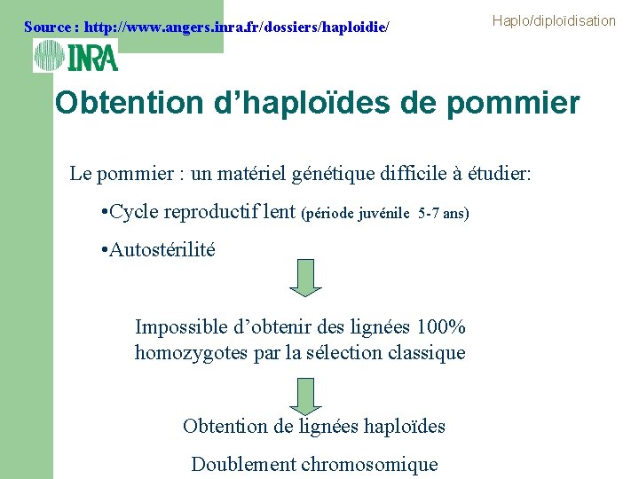 Source : http: //www. angers. inra. fr/dossiers/haploidie/ Haplo/diploïdisation Obtention d’haploïdes de pommier Le pommier Source : http: //www. angers. inra. fr/dossiers/haploidie/ Haplo/diploïdisation Obtention d’haploïdes de pommier Le pommier