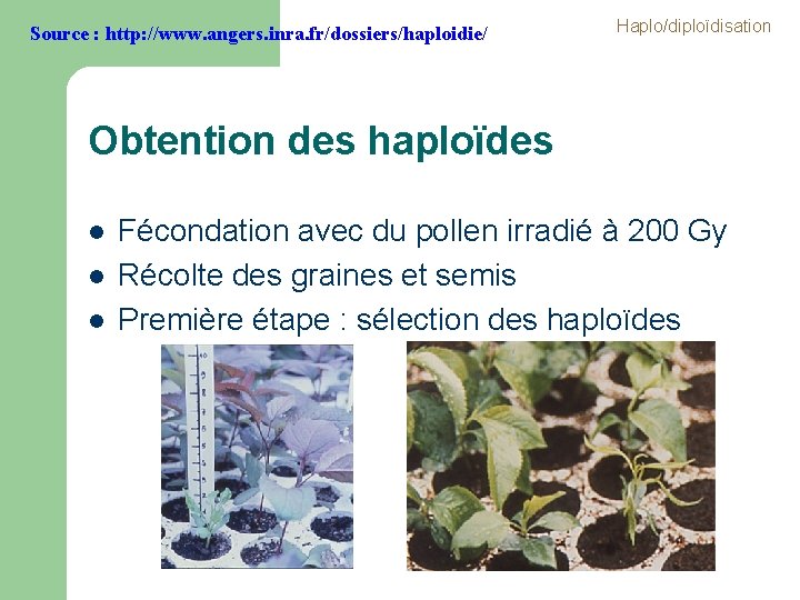 Source : http: //www. angers. inra. fr/dossiers/haploidie/ Haplo/diploïdisation Obtention des haploïdes l l l Source : http: //www. angers. inra. fr/dossiers/haploidie/ Haplo/diploïdisation Obtention des haploïdes l l l