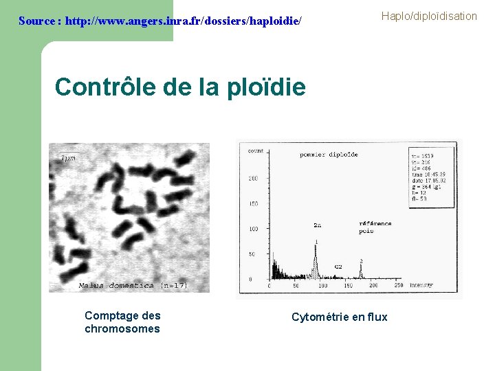 Source : http: //www. angers. inra. fr/dossiers/haploidie/ Haplo/diploïdisation Contrôle de la ploïdie Comptage des Source : http: //www. angers. inra. fr/dossiers/haploidie/ Haplo/diploïdisation Contrôle de la ploïdie Comptage des
