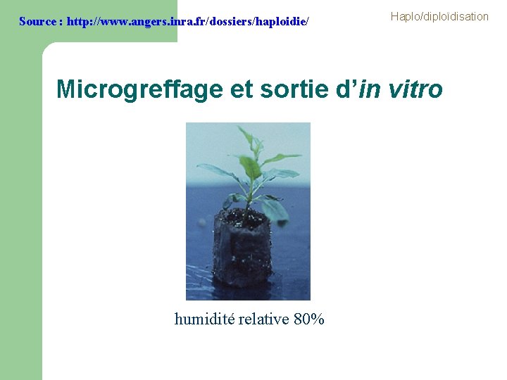 Source : http: //www. angers. inra. fr/dossiers/haploidie/ Haplo/diploïdisation Microgreffage et sortie d’in vitro humidité Source : http: //www. angers. inra. fr/dossiers/haploidie/ Haplo/diploïdisation Microgreffage et sortie d’in vitro humidité
