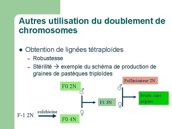 Autres utilisation du doublement de chromosomes l Obtention de lignées tétraploïdes – – Robustesse Autres utilisation du doublement de chromosomes l Obtention de lignées tétraploïdes – – Robustesse