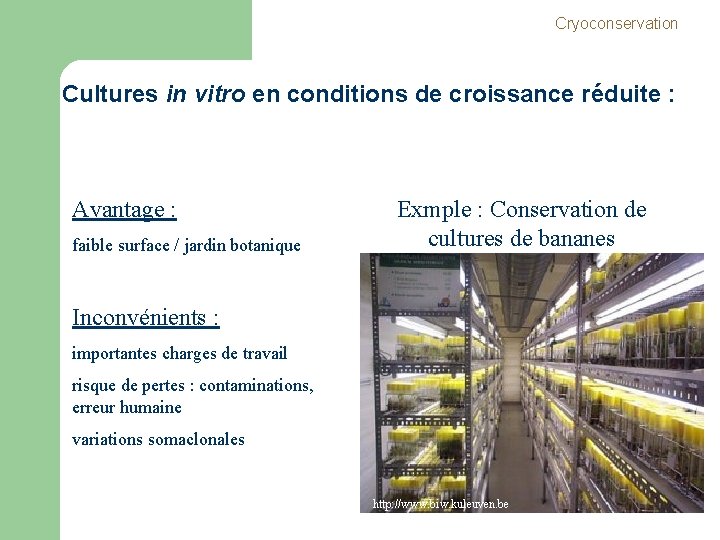 Cryoconservation Cultures in vitro en conditions de croissance réduite : Avantage : faible surface Cryoconservation Cultures in vitro en conditions de croissance réduite : Avantage : faible surface