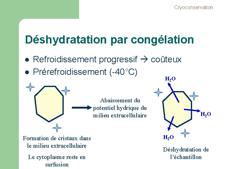 Cryoconservation Déshydratation par congélation l l Refroidissement progressif coûteux Prérefroidissement (-40°C) H 2 O Cryoconservation Déshydratation par congélation l l Refroidissement progressif coûteux Prérefroidissement (-40°C) H 2 O