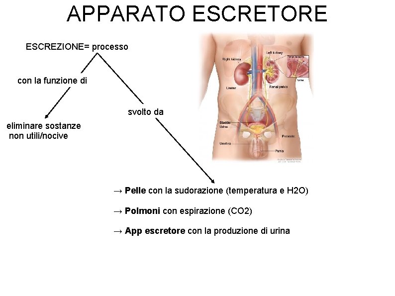 APPARATO ESCRETORE ESCREZIONE= processo con la funzione di svolto da eliminare sostanze non utili/nocive