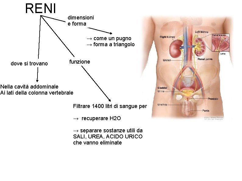 RENI dimensioni e forma → come un pugno → forma a triangolo dove si