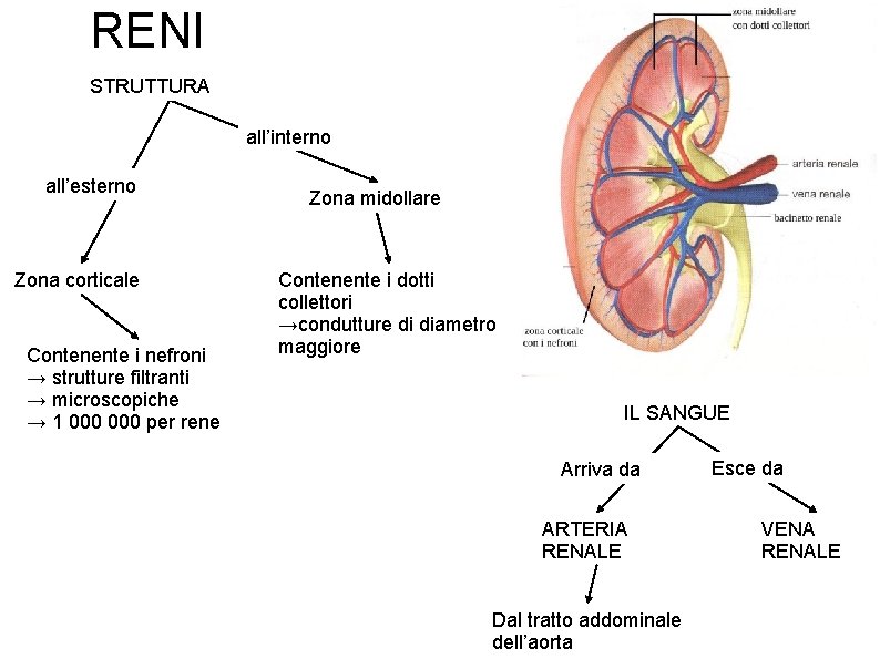 RENI STRUTTURA all’interno all’esterno Zona corticale Contenente i nefroni → strutture filtranti → microscopiche