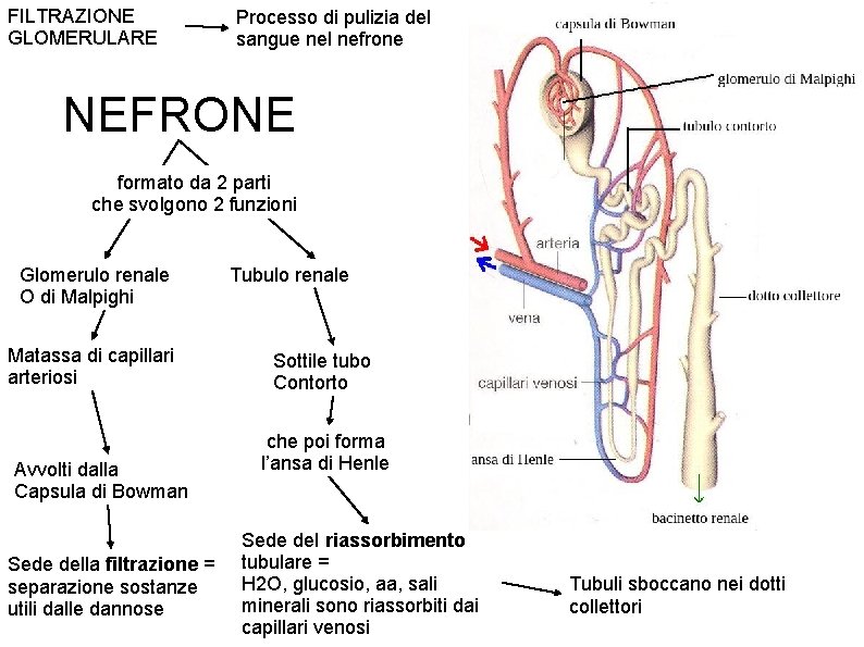 FILTRAZIONE GLOMERULARE Processo di pulizia del sangue nel nefrone NEFRONE formato da 2 parti