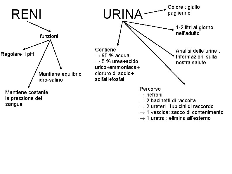 RENI URINA 1 -2 litri al giorno nell’adulto funzioni Regolare il p. H Mantiene