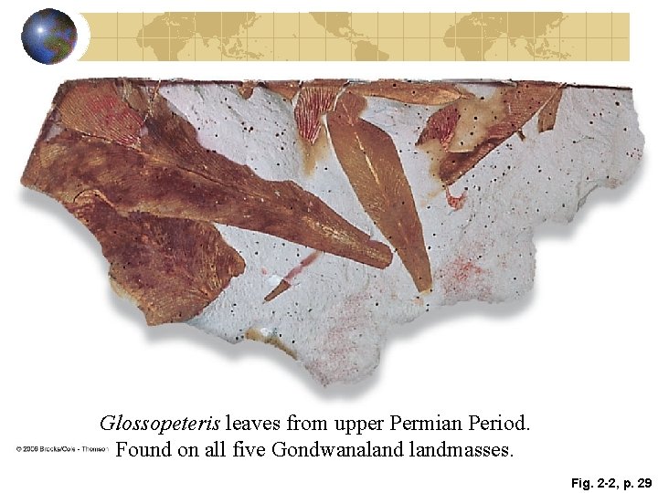 Glossopeteris leaves from upper Permian Period. Found on all five Gondwanalandmasses. Fig. 2 -2, Glossopeteris leaves from upper Permian Period. Found on all five Gondwanalandmasses. Fig. 2 -2,
