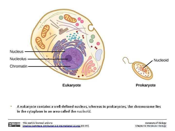 Concepts Of Biology Molecular